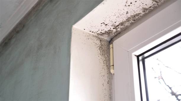 Best Commercial Mold Removal  in Eureka, KS