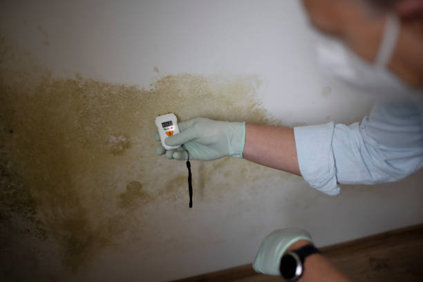 Trusted Eureka, KS Mold Removal Experts