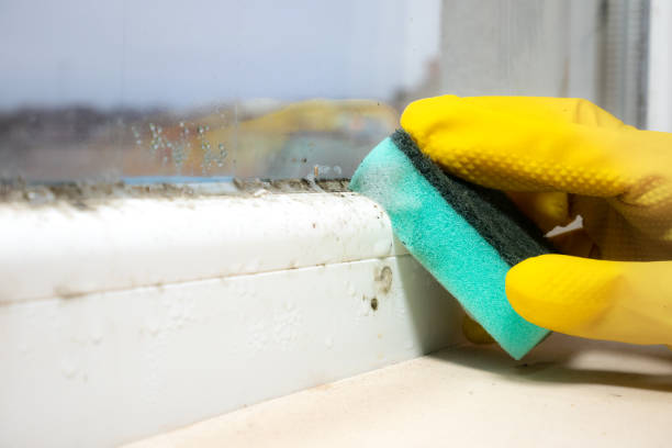 Best Same-Day Mold Removal  in Eureka, KS